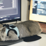 cat-sleeping-on-keyboard