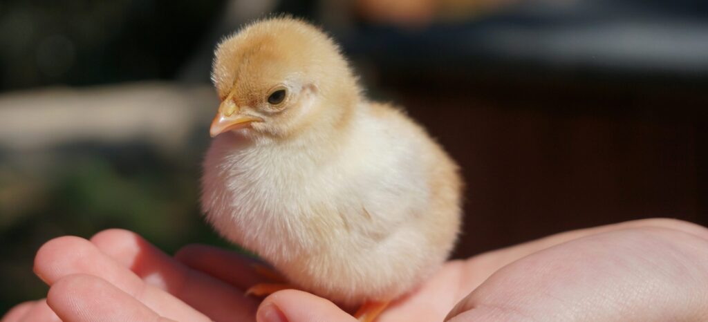 Newly hatched yellow chick, illustrating why AI in-ovo sexing matters for the egg industry