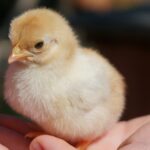 Newly hatched yellow chick, illustrating why AI in-ovo sexing matters for the egg industry