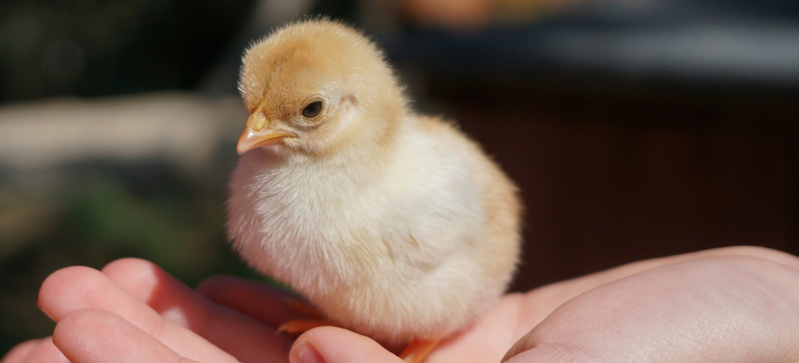 Newly hatched yellow chick, illustrating why AI in-ovo sexing matters for the egg industry
